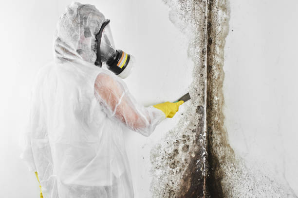 Best DIY Mold Remediation Support Services in Hurstbourne Acres, KY