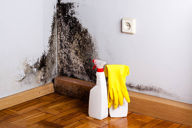 Best Basement Mold Remediation in Hurstbourne Acres, KY