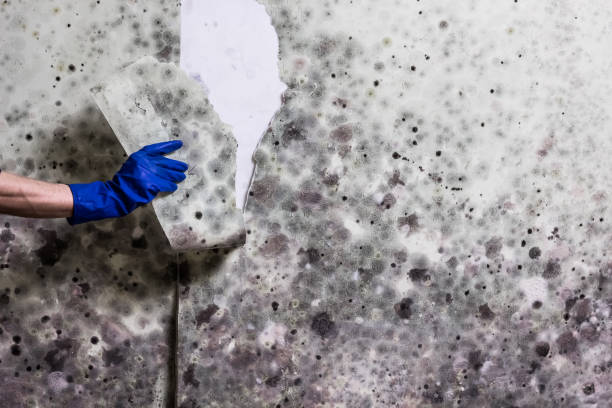 Trusted Hurstbourne Acres, KY Mold Remediation Experts