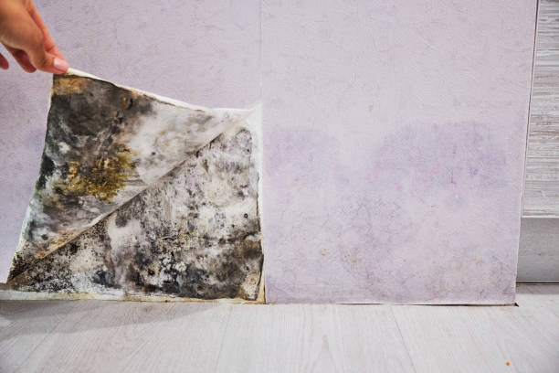 Best Residential Mold Remediation in Hurstbourne Acres, KY